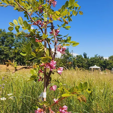אתר קמפינג Uebernachtung In Unserem Wohnwagen